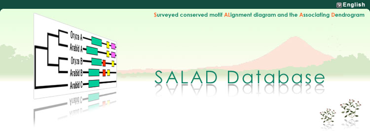 SALAD Database